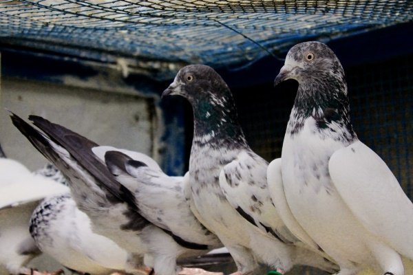 Индо пакистанская высоколетная порода голубей