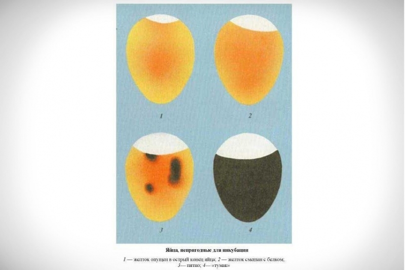 Инкубация фазановых яиц: время, правила и действия после вылупления