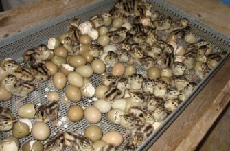Инкубация фазаньих яиц: сроки, правила и действия после вылупления