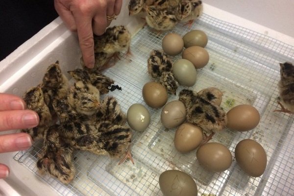 Инкубация фазановых яиц: время, правила и действия после вылупления