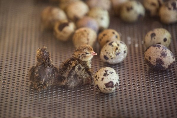 Инкубация перепелиных яиц - пошаговая инструкция