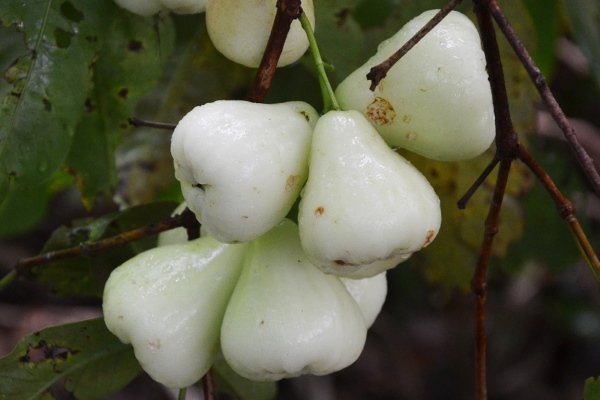 Яблоки Белая роза: описание и характеристика, правила посадки и ухода
