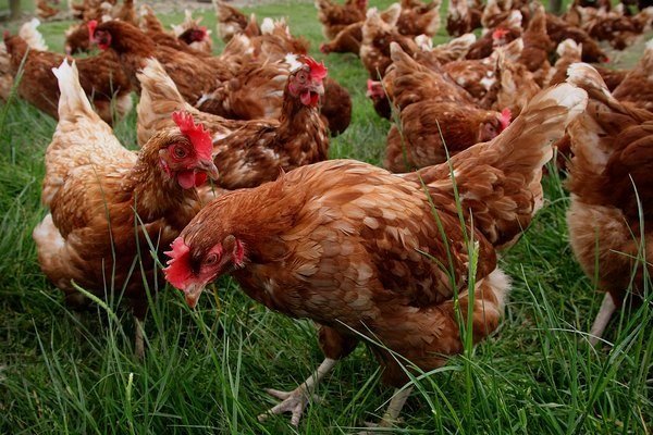 Куриные яйца Хай-Лайн: внешний вид и условия их содержания