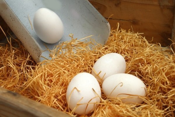 Куриные яйца Хай-Лайн: внешний вид и условия их содержания