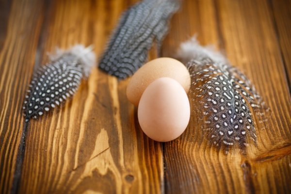 Яйца цесарок — чем полезны, как выглядят и где используются?