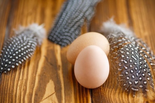 Производство яиц фараона или когда цесарки начинают откладывать яйца?