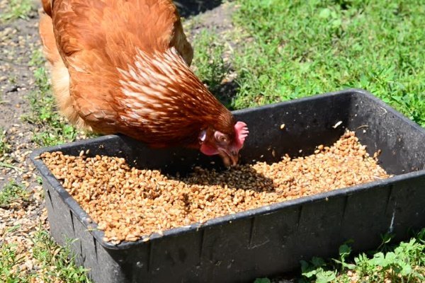 Яйценоскость и витамины: есть ли связь и какие витамины нужно давать цыплятам?