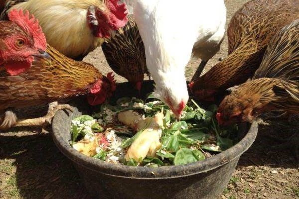 Яйценоскость и витамины: есть ли связь и какие витамины нужно давать цыплятам?