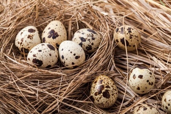 Производство перепелиных яиц: сколько яиц откладывает перепел?