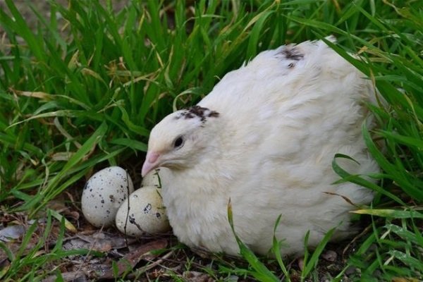 Производство перепелиных яиц: сколько яиц откладывает перепел?