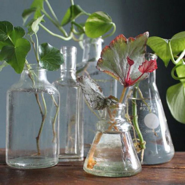 Янтарная кислота - применение для растений