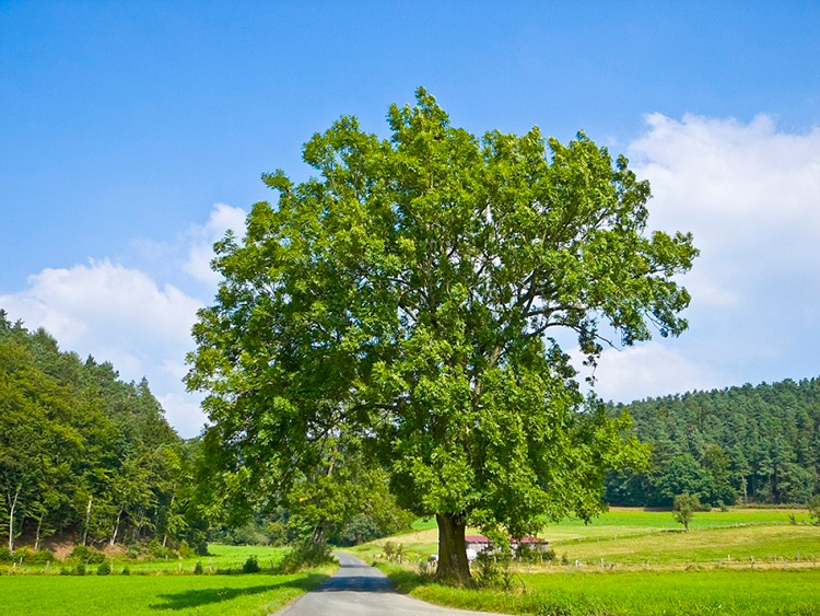 Ясень - фото дерева и листьев, описание популярных видов, интересные факты