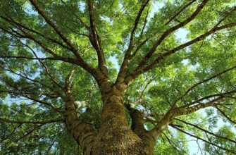 Ясень: фото дерева и листьев, описание популярных видов, интересные факты
