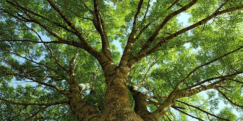 Ясень: фото дерева и листьев, описание популярных видов, интересные факты