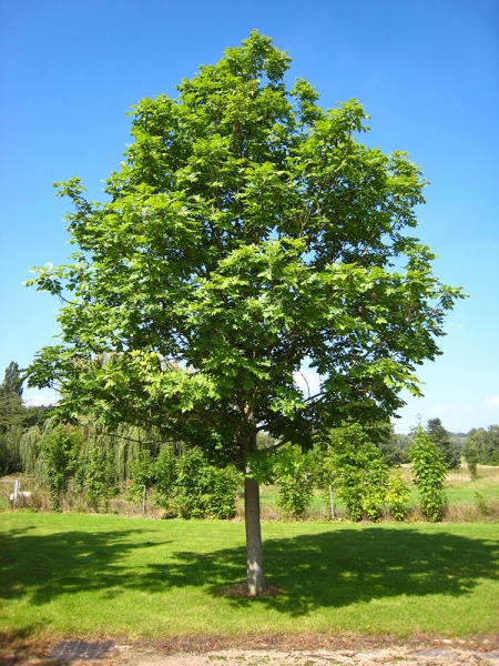 Ясень - фото дерева и листьев, описание популярных видов, интересные факты