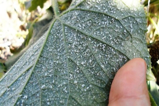 Как бороться с белокрылкой в ​​теплице на помидорах, огурцах: меры борьбы, народные средства