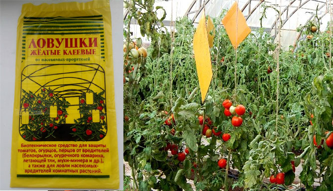 Как бороться с белокрылкой в ​​теплице на помидорах, огурцах: меры борьбы, народные средства