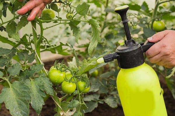 Как бороться с фитофторозом на помидорах: простые и действенные способы