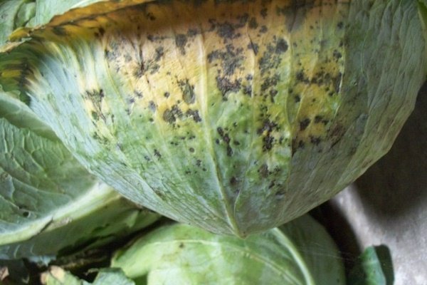Как бороться с вредителями и болезнями капусты?