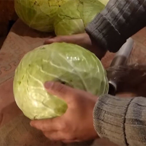 Как хранить капусту в погребе зимой: советы дачникам