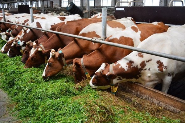 Как и чем кормить дойных коров: нормы, рацион, системы кормления