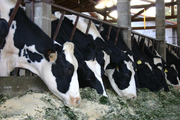 Как и чем кормить дойных коров: нормы, рацион, системы кормления
