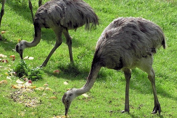 Как и чем кормить страусов: все о способах и режиме кормления