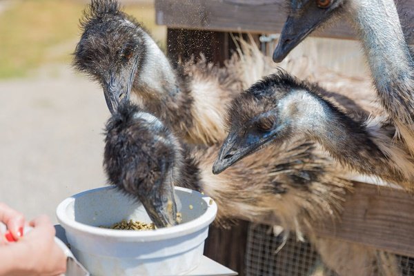 Как и чем кормить страусов: все о способах и способах кормления