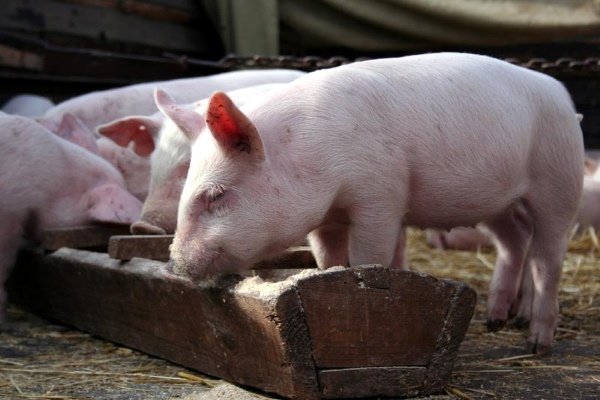 Как и чем кормить свиней: основы кормления, рацион и способы кормления