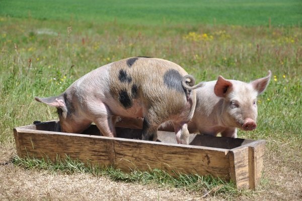 Как и чем кормить свиней: основы кормления, рацион и способы кормления
