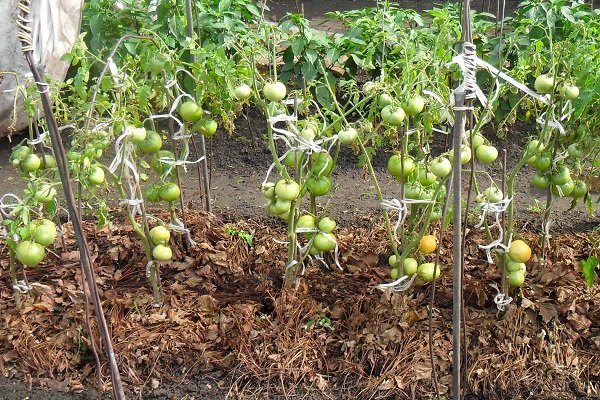 Как и чем мульчировать помидоры в открытом грунте и в теплице?