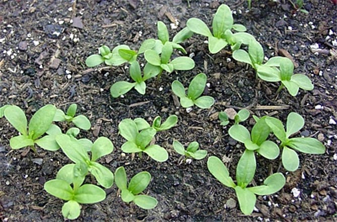 Как и когда сажать семена циннии, выращивать и ухаживать в открытом грунте