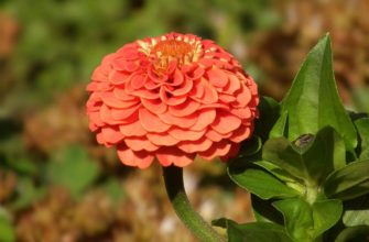 Как и когда сажать цинию семенами, выращивание и уход в открытом грунте