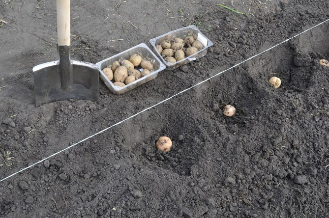 Как и когда сажать картофель в открытый грунт, способы посадки