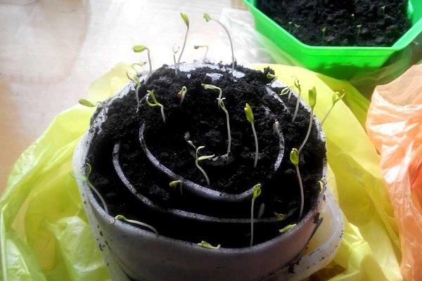 Как и когда сеять семена баклажанов на рассаду?