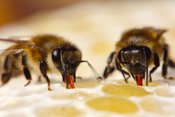 Как и почему пчелы производят мед: его количество и этапы «производства»