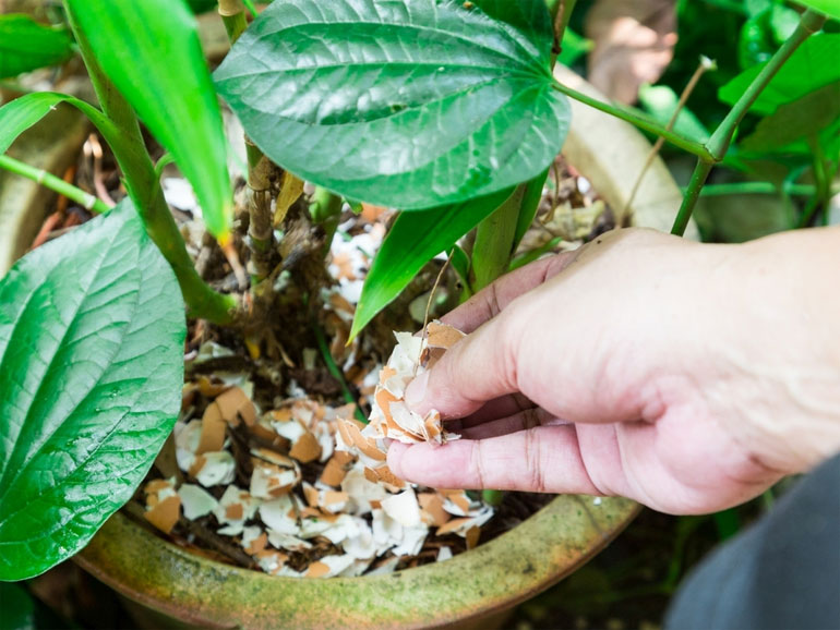 Как использовать яичную скорлупу в качестве удобрения в саду, огороде - варианты применения