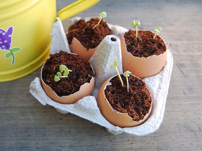 Как использовать яичную скорлупу в качестве удобрения в саду, огороде - варианты применения