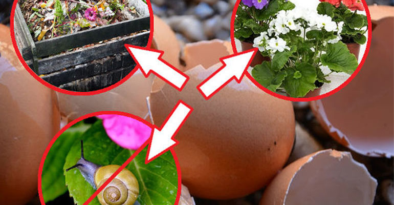 Как использовать яичную скорлупу как удобрение в огороде, саду – варианты применения