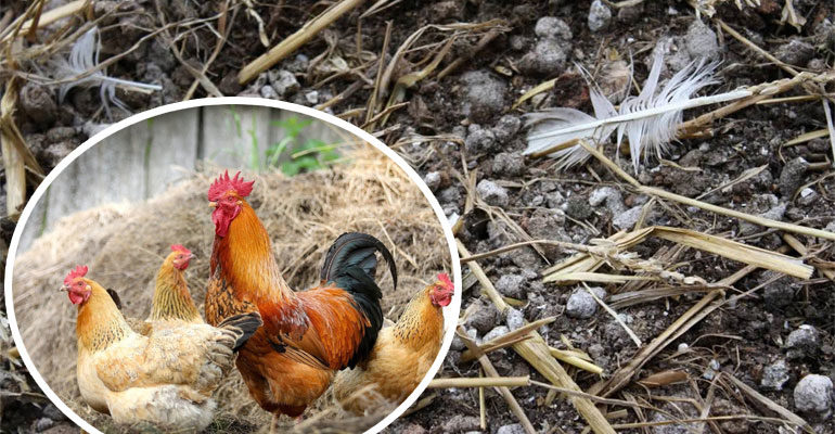 Как использовать куриный помет в качестве удобрения – как разводить, ферментировать и применять для разных растений