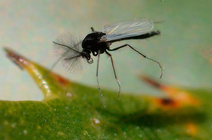 Как избавиться от цветочных мух