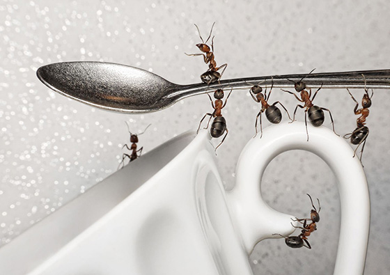 Как избавиться от муравьев в квартире: только проверенные методы