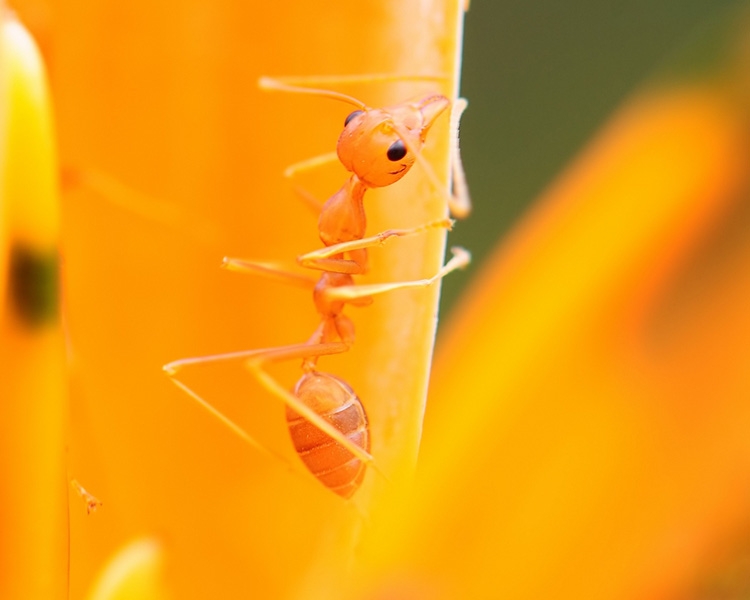 Как избавиться от муравьев в квартире: только проверенные методы