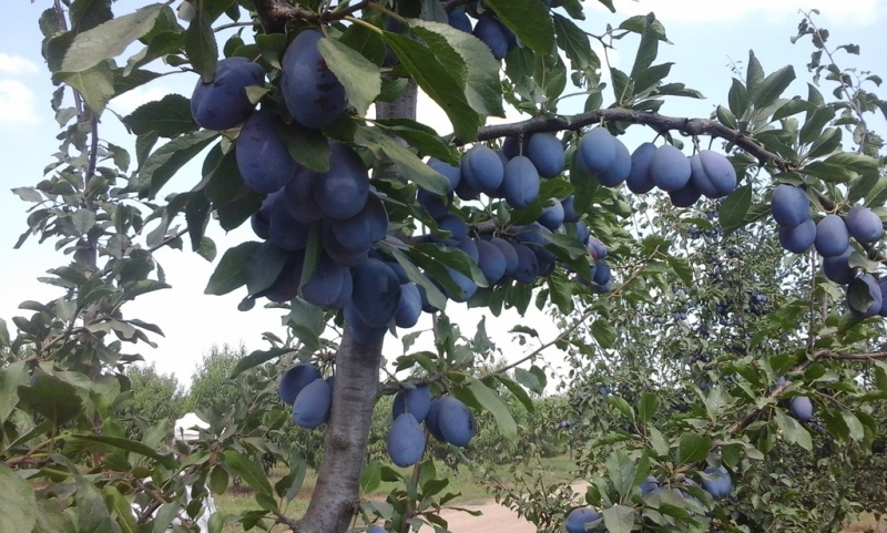 Как удобрять сливы, чтобы они давали более качественные плоды - результат всегда есть