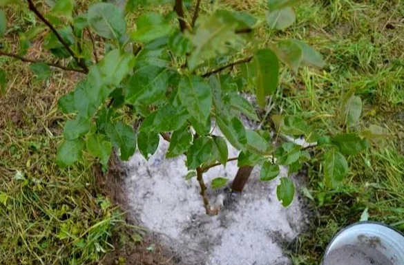 Как удобрять сливы, чтобы они давали более качественные плоды - результат всегда есть