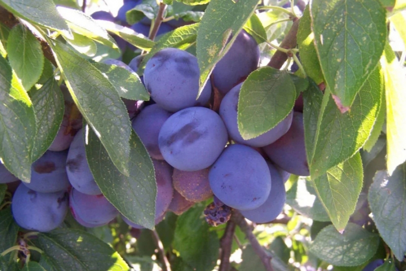 Как удобрять сливы, чтобы они давали более качественные плоды - результат всегда есть