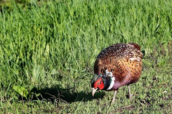 Чем кормить фазанов зимой и летом?