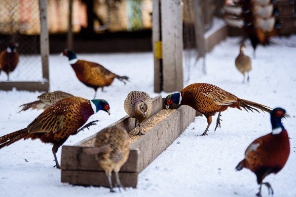 Чем кормить фазанов зимой и летом?