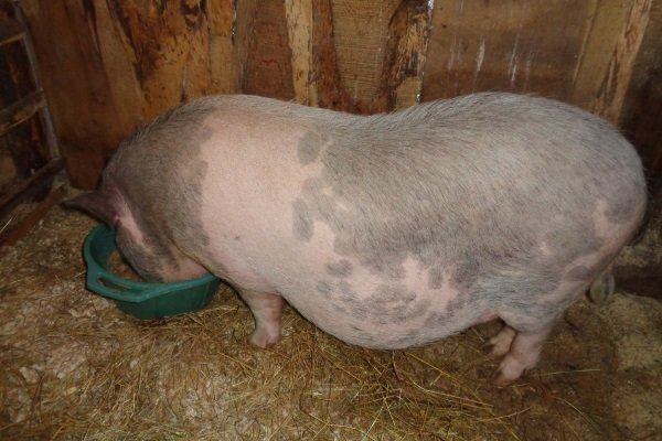 Чем кормить свиней при беременности?