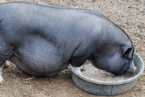 Чем кормить свиней при беременности?